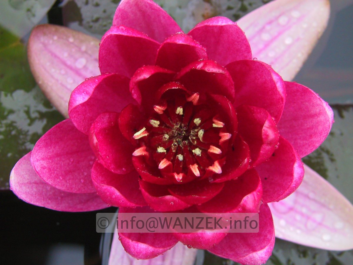 Nymphaea Perry's Baby Red.jpg